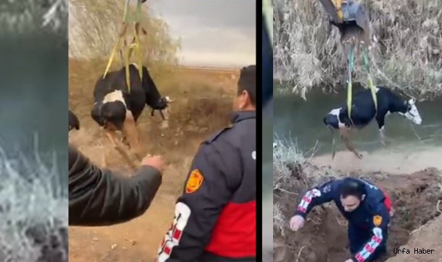 Sulama kanalına düşen büyükbaş hayvan kurtarıldı