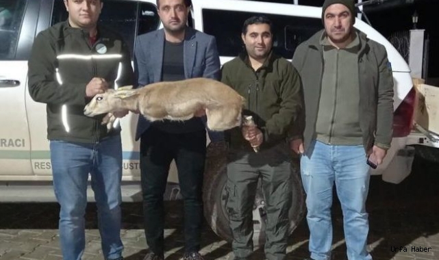  Urfa’da yasa dışı yollarla besledi: Ekipler  harekete geçti