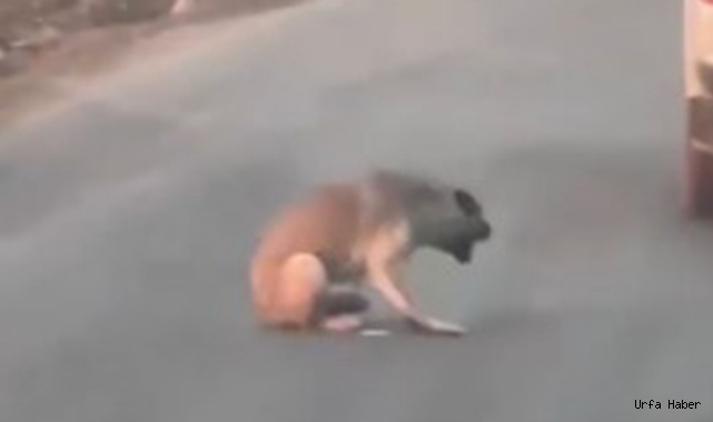  Köpeğe ateş etmişti: Vicdansız şahıs gözaltına alındı!