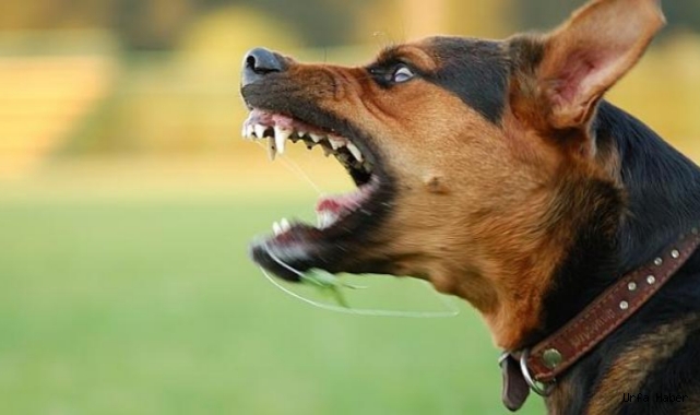 Köpek saldırılarına karşı sakın bunu yapmayın!