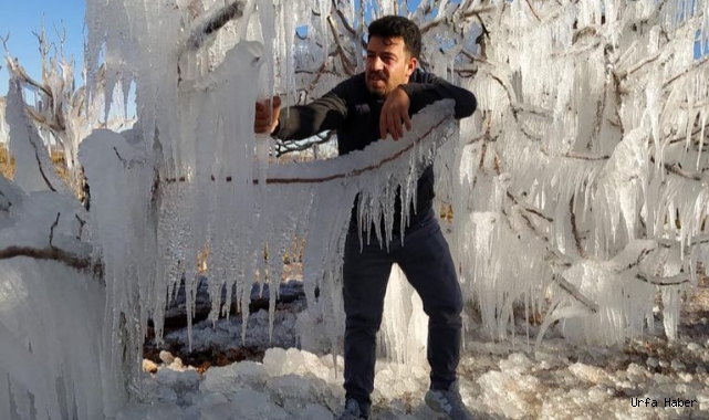  Şanlıurfa'da ağaçlar buz tuttu!