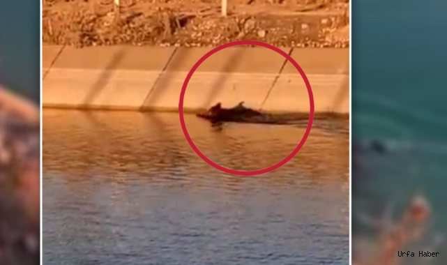 Şanlıurfa'daki sulama kanalında yaban domuzu görüldü!