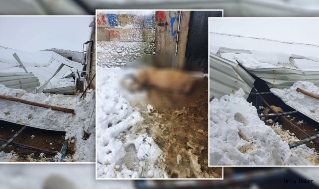 Şanlıurfa'nın Bozova ilçesinde feci bir olay yaşandı