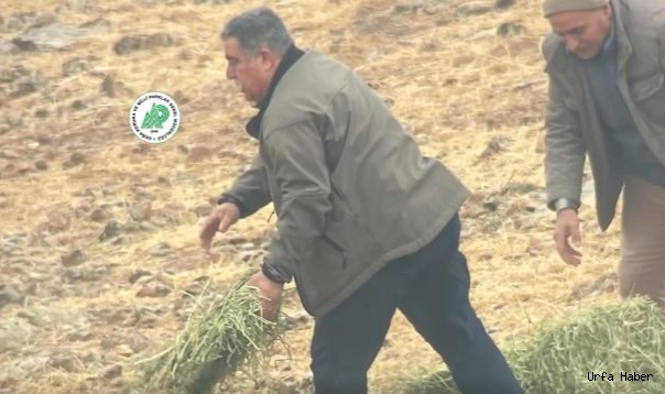 Urfa'da soğuk geçen havada ceylanlar unutulmadı!