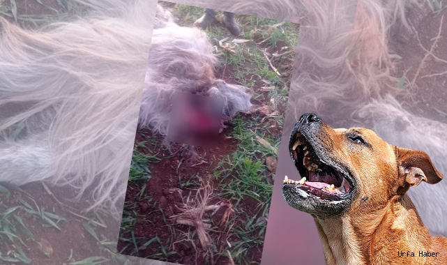  Viranşehir'de köpekler dehşet saçtı: 2 keçi telef oldu