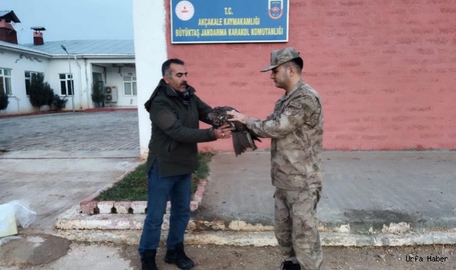  Akçakale’de bulunan Karaçaylak tedavi altına alındı!