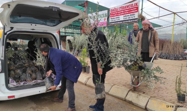 Şanlıurfa’da fıstık ve zeytin fidanları toprakla buluşuyor