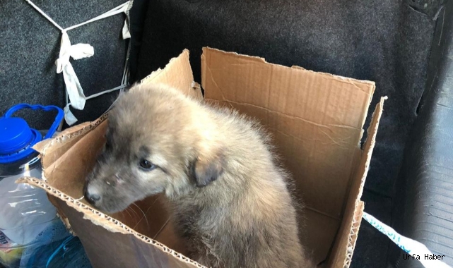  Viranşehir’de halsiz düşen yavru köpeğe belediye sahip çıktı