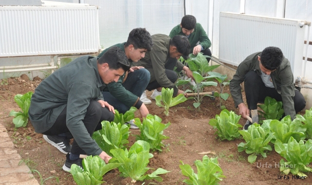 Şanlıurfa'da Okulun bahçesinde sera kurdular