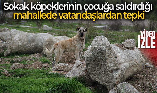 Sokak köpeklerinin çocuğa saldırdığı mahallede vatandaşlardan tepki