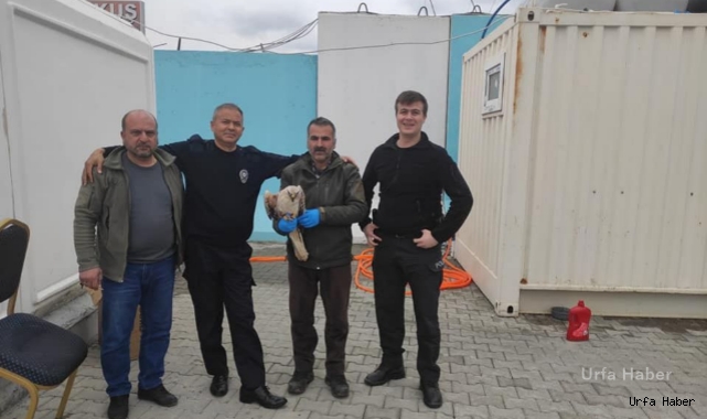  Urfa’da yaralı kartal tedavi altına alındı