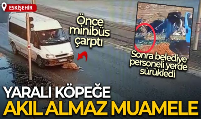 Yaralı köpeğe akıl almaz muamele