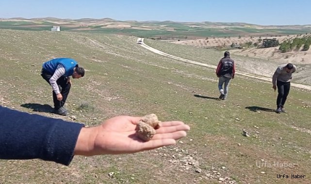 Baharda yağmurun az olması en çok keme avcılarını üzdü