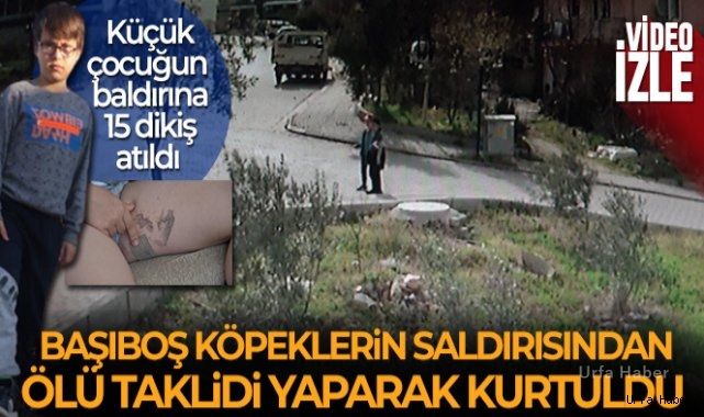 Başıboş köpeklerin saldırısından ölü taklidi yaparak kurtuldu