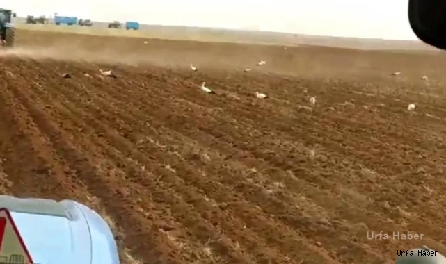 Leyleklerden Şanlıurfa'da göç molası