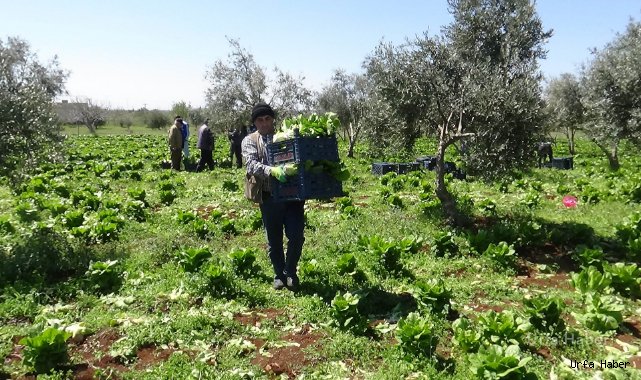 Marul tarlada 2 TL markette 10 TL