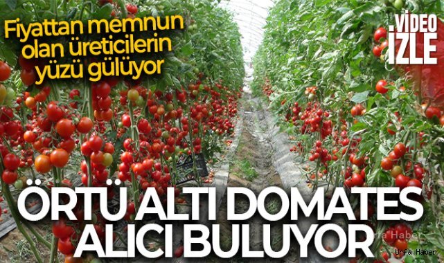 Örtü altı domates tarlada 16.50 TL'den alıcı buluyor