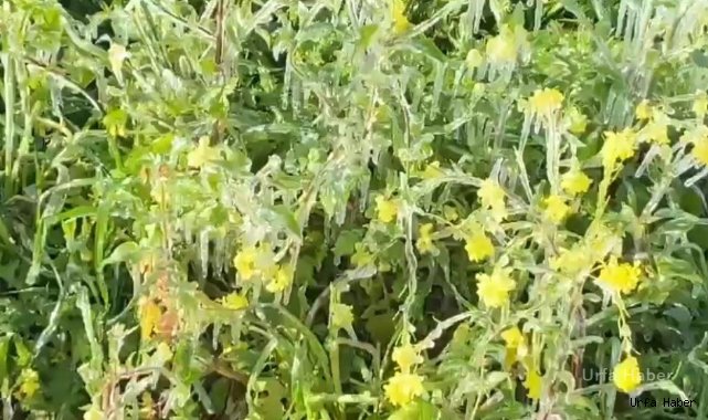Şanlıurfa’da don ekinleri ve ağaçları vurdu