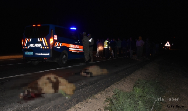  Şanlıurfa’da otomobil koyun sürüsüne daldı 12 koyun telef