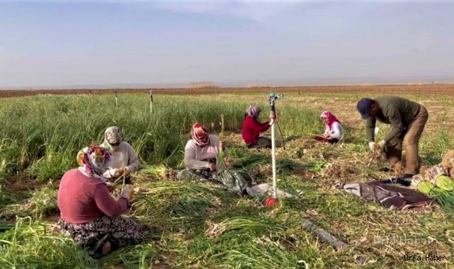 Urfa’da çiftçilerin alternatif ürünü sarımsak