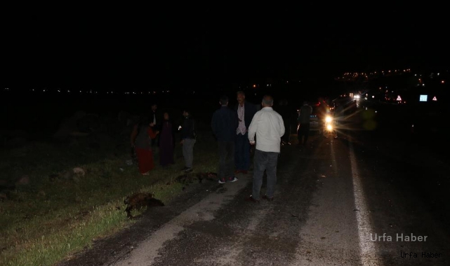 Urfa'da feci tanker kazası! 22 koyun telef oldu