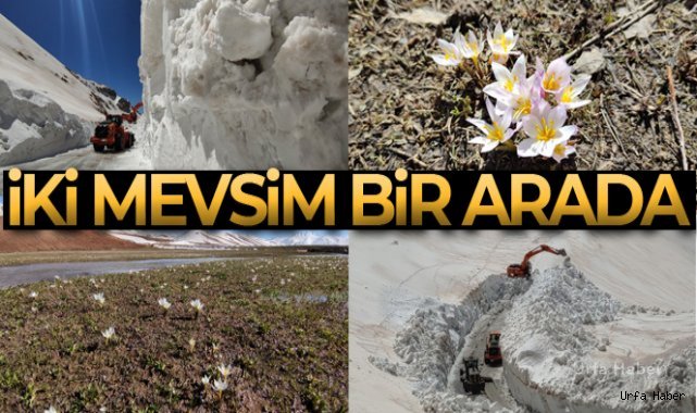 Van'ın iki güzel yüzü, bir taraftan kardelenler açarken, diğer taraftan ise metrelerce kar ile mücadele
