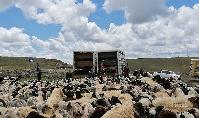 4 bin 500 koyun sürgün edildi