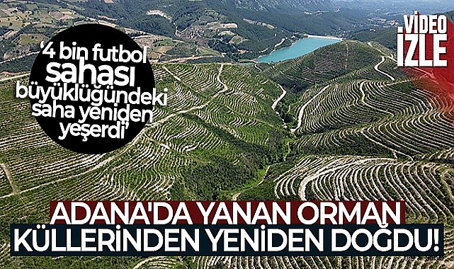 Adana'da yanan orman küllerinden yeniden doğdu