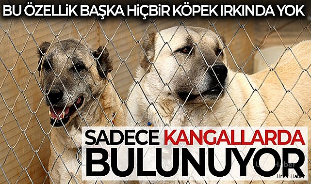 Bu özellik başka hiçbir köpek ırkında yok!