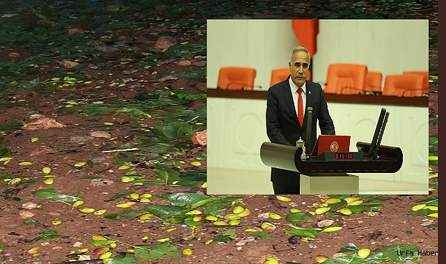 Dolu ve fırtına vurdu! Vekil Aydınlık, "Afet bölgesi ilan edilsin "