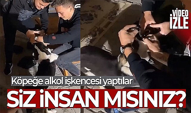 Köpeğe alkol işkencesi
