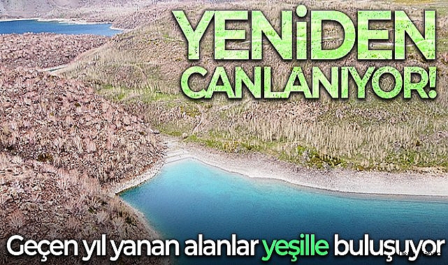 Nemrut Kalderasında geçen yıl yanan alanlar canlanmaya başladı