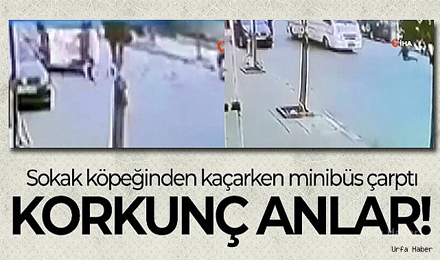 Sokak köpeğinden kaçarken minibüs çarptı: O anlar kamerada