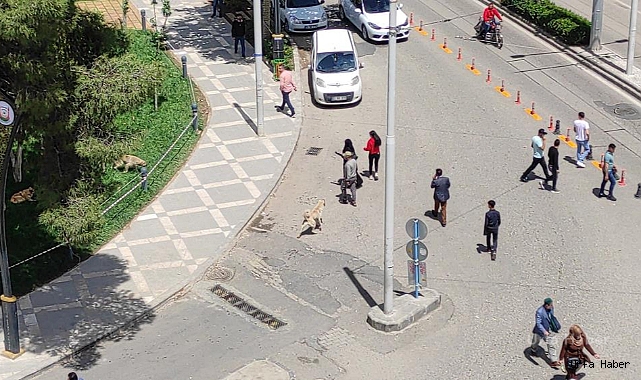 Sokak köpekleri belediye tarafından toplatıldı