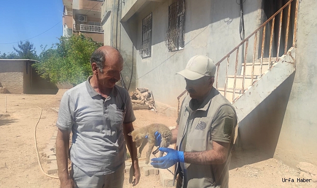 Suruç'ta selden yavru tilki kurtarıldı