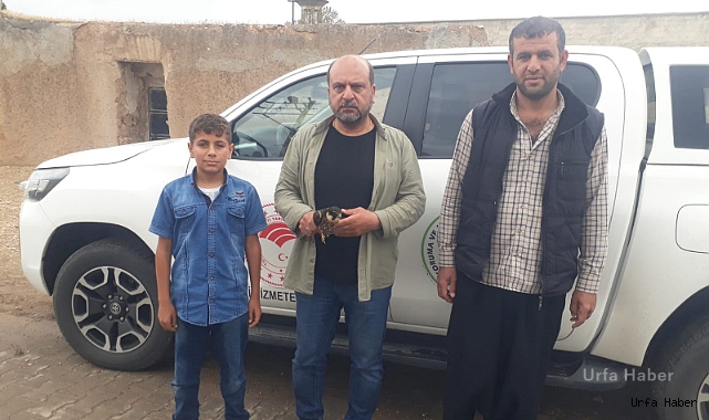 Urfa’da şahin ve atmaca kuşu yaralı olarak bulundu