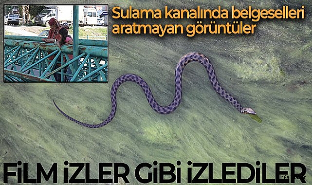 Vatandaşlar kanal kenarında film izler gibi tatlı su yılanı izliyor