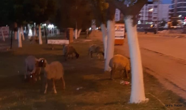 Viranşehir’de parkta hayvan otlatanlara ceza verilecek