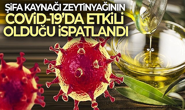 Zeytinyağının Covid-19 tedavisinde etkili olduğunu bilimsel olarak ispatladılar