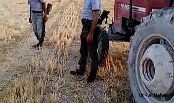 Çiftçiler ürünlerini domuzlardan korumak için silahla nöbet tutuyor