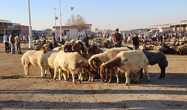 Şanlıurfa hayvan pazarlarında hareketlilik başladı