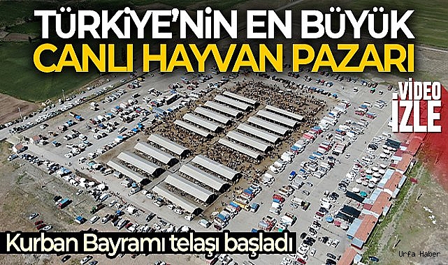 Türkiye'nin en büyük canlı hayvan pazarında kurban telaşı