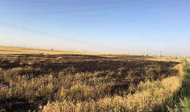 Urfa’da buğday tarlası yandı