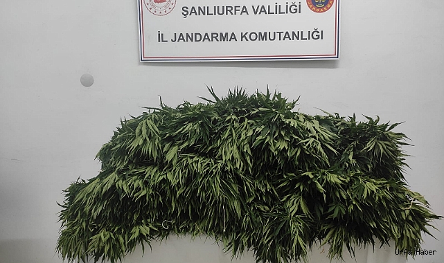Urfa'da Pamuk tarlasında uyuşturucu operasyonu