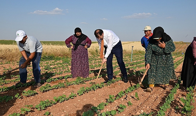 Vali Ayhan, tarım işçisi gibi çalıştı
