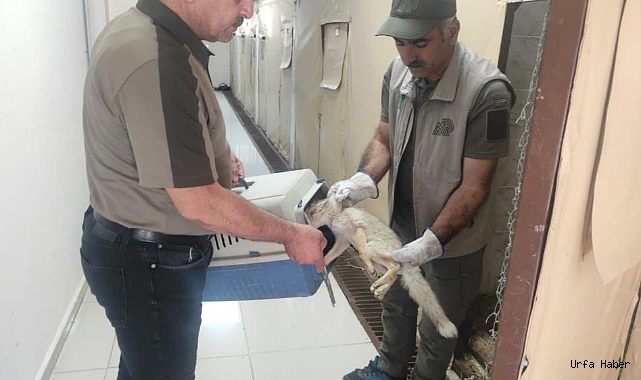 Yavru tilkiler tedavilerinin ardından doğaya salındı