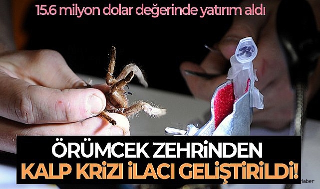 Avustralya'da örümcek zehrinden kalp krizi ilacı geliştirildi
