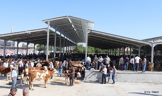 Canlı hayvan pazarı bayram öncesi açık olacak