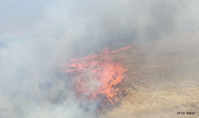Korkutan Anız Yangını