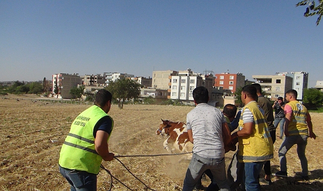 Şanlıurfa'da kaçan kurbanlıklar trafikte zor anlar yaşattı